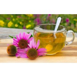 Aquasol Echinacea Root Tea (20gms)