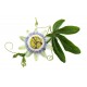 Aquasol Passion Flower Tea