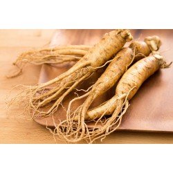 Aquasol Red Ginseng Tea